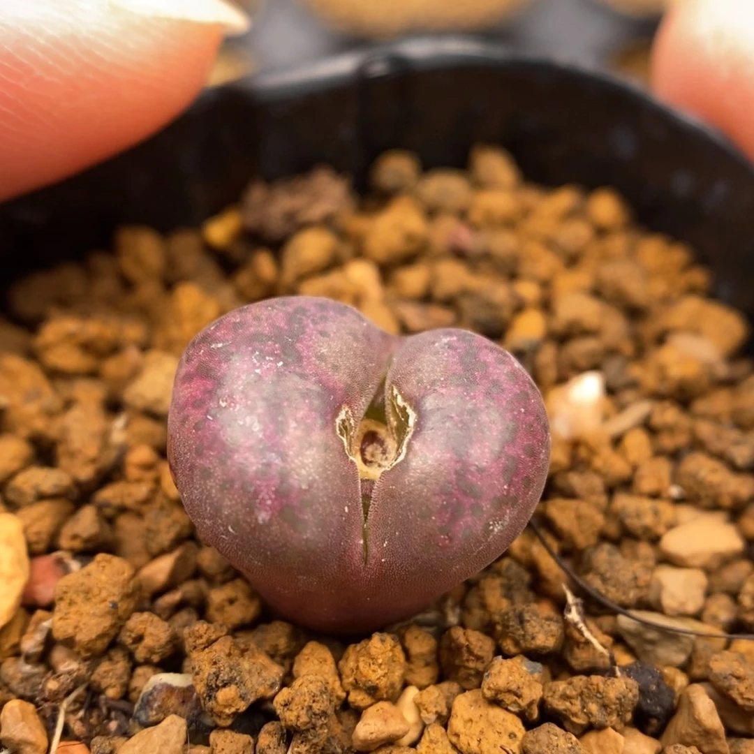多肉植物Q-424（1.3）风铃杂油皮点点烟花纹