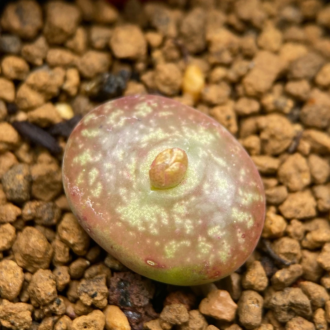 ➎「201-248」肉锥杂交优选 番杏科 多肉植物一物一拍