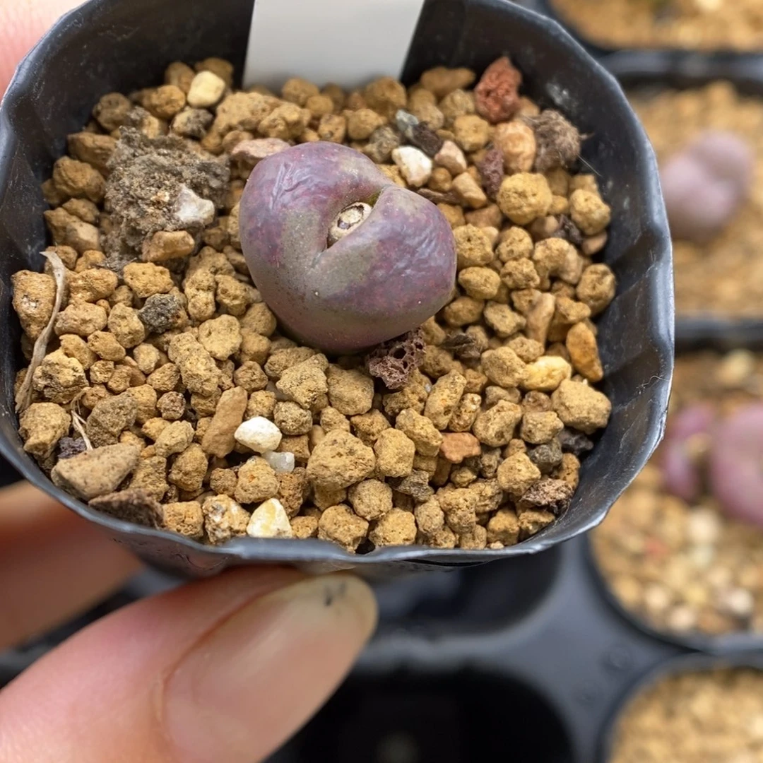 多肉植物Q-275（1.4）风铃杂