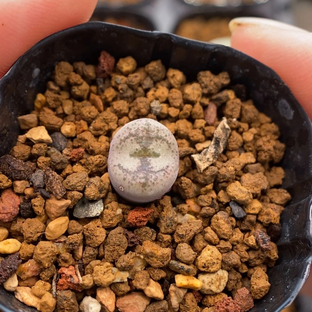 多肉植物Q-245（1.0）风铃猴厚皮白