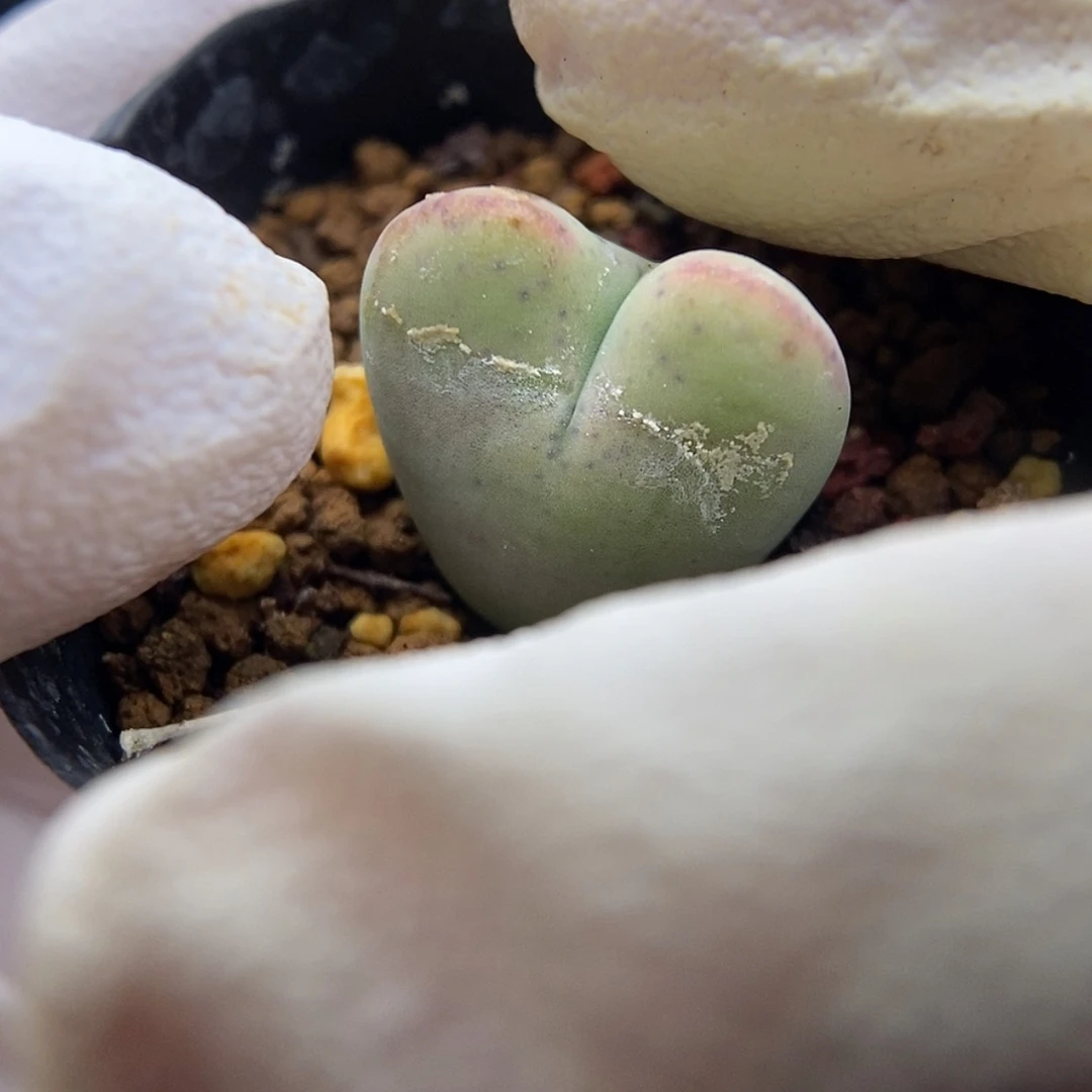 【闪购商品】Q-051（1.6）