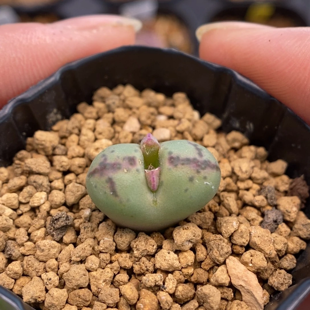 多肉植物Q-529（1.5）风铃杂