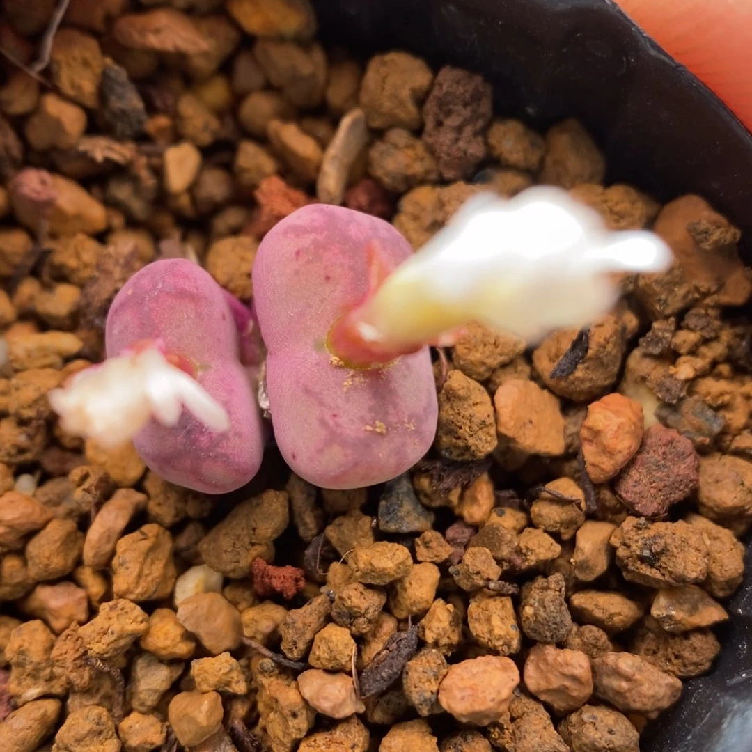 多肉植物Q-761（0.9）毛杂