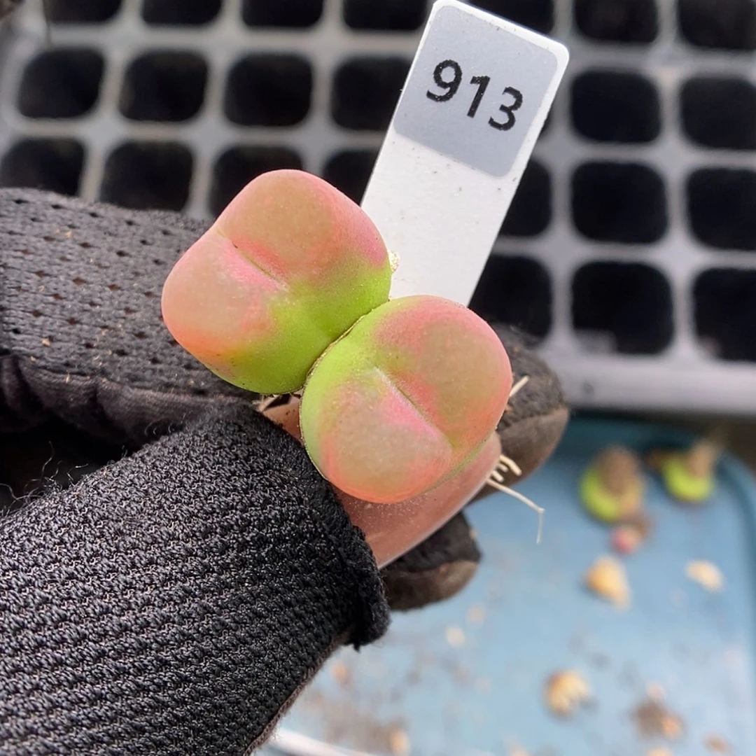 【闪购商品】E-913（2.3）水蜜桃