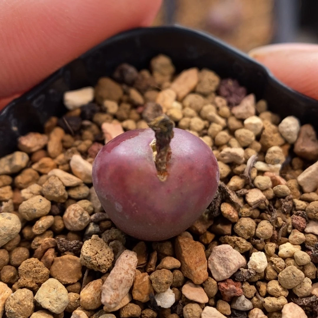 多肉植物Q-788（1.2）墨杂油皮粉窗