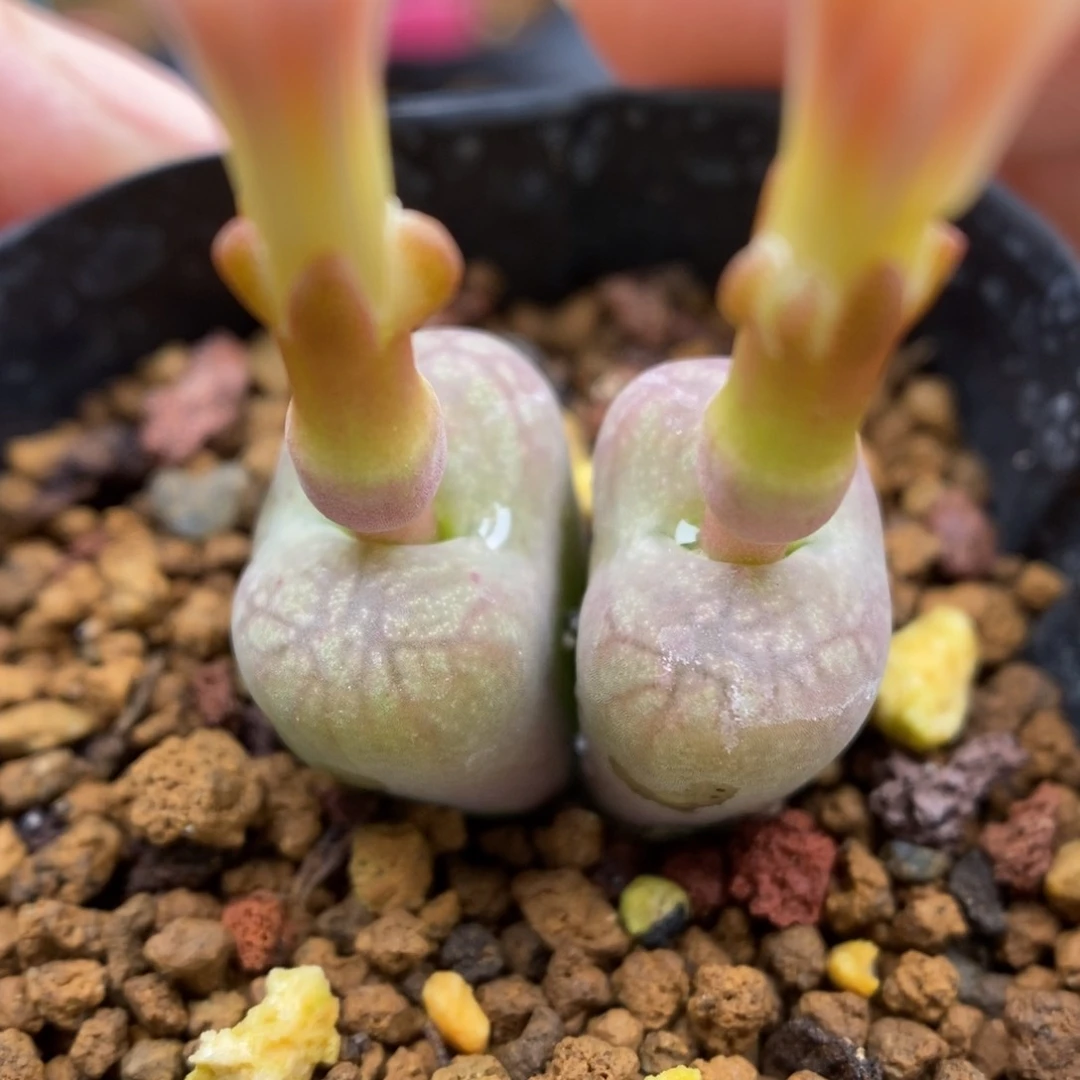 多肉植物Q-623（1.3）毛杂细密枝干纹