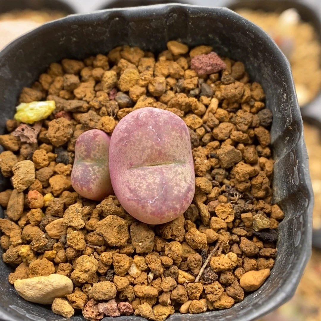 多肉植物Q-298（1.3）毛杂