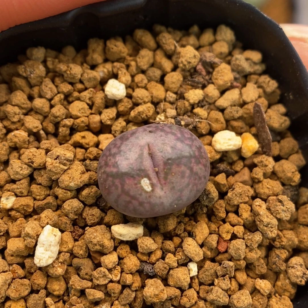 多肉植物Q-536（1.1）油皮墨杂大树纹