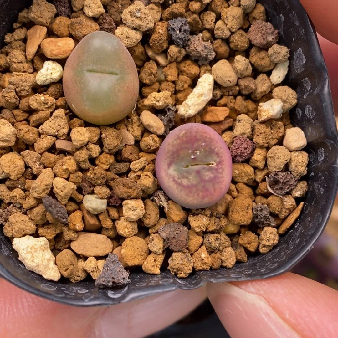 多肉植物Q-753（1.0）毛杂凤凰纹