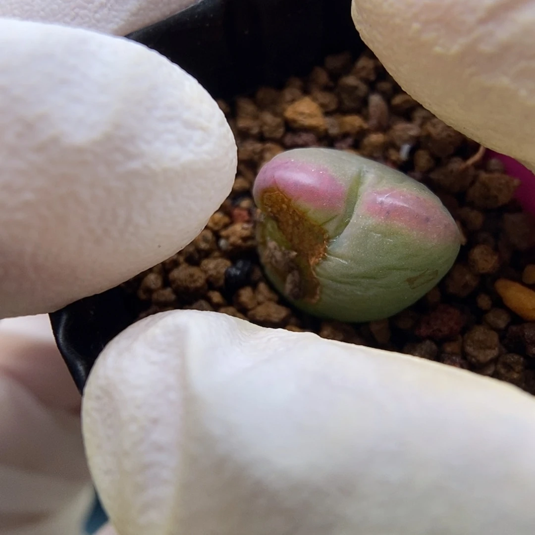 【闪购商品】Q-061（1.4）虫特