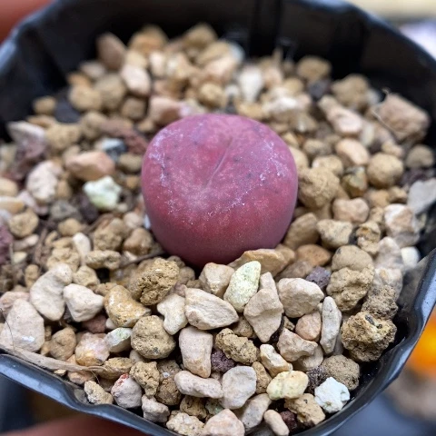 多肉植物Q-002（1.2）