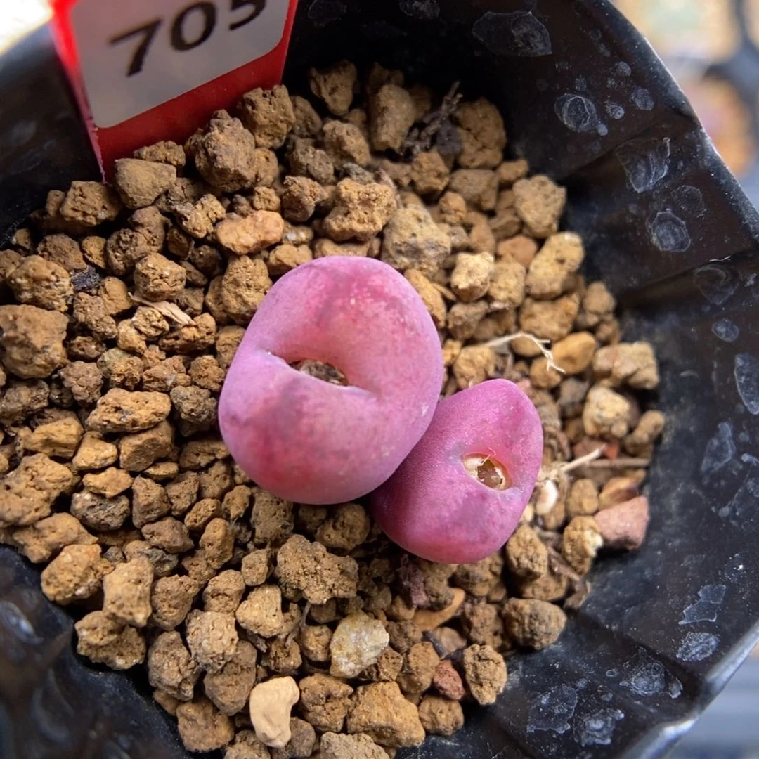 多肉植物Q-705（1.7）吕墨杂