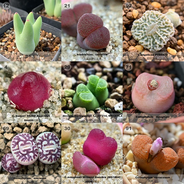 邮费补差链接/保温箱 (零下地区必拍，不拍不包售后) 单拍无效。