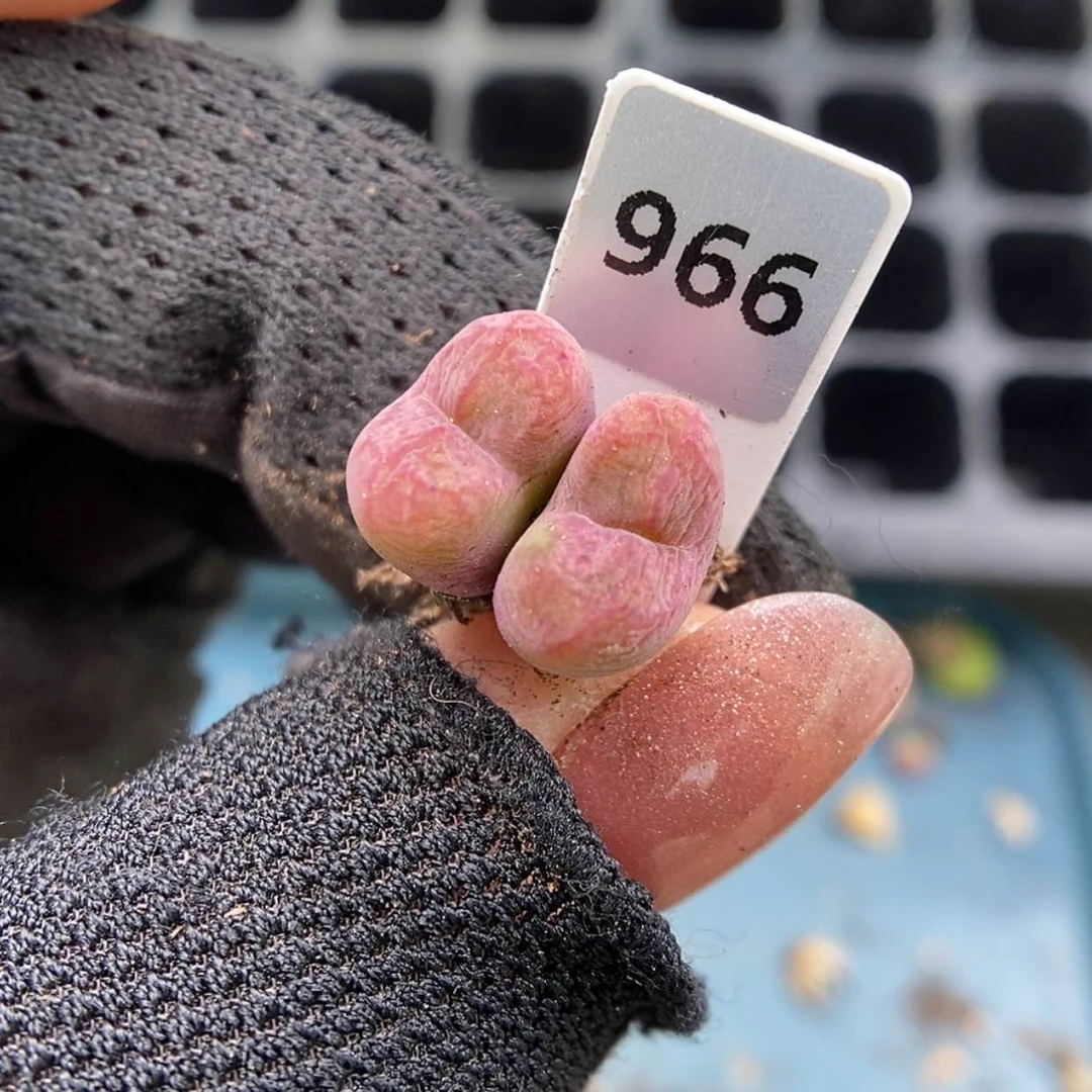 【闪购商品】Q-966（1.2）吕杂