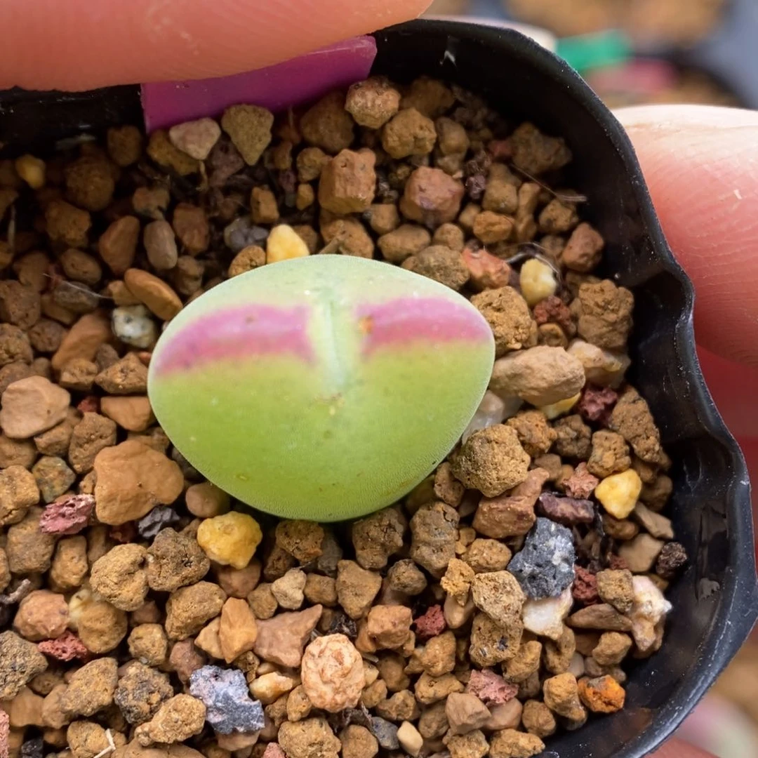 多肉植物Q-632（1.5）绿体黄皮少将杂