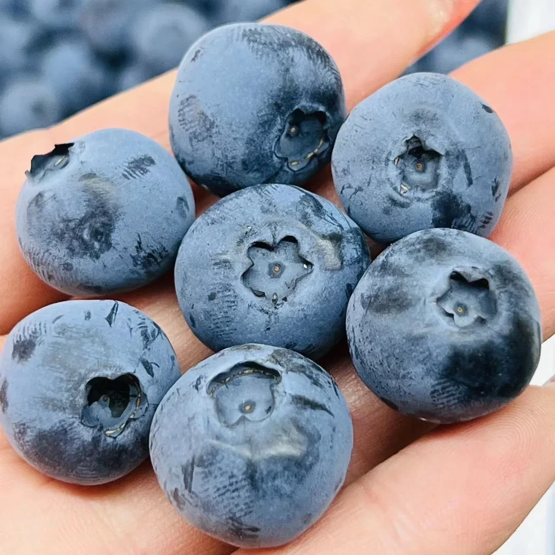 【卡米尔蓝莓树苗】茶花蓝莓盆栽地栽均可种植组培庭院培育易成活