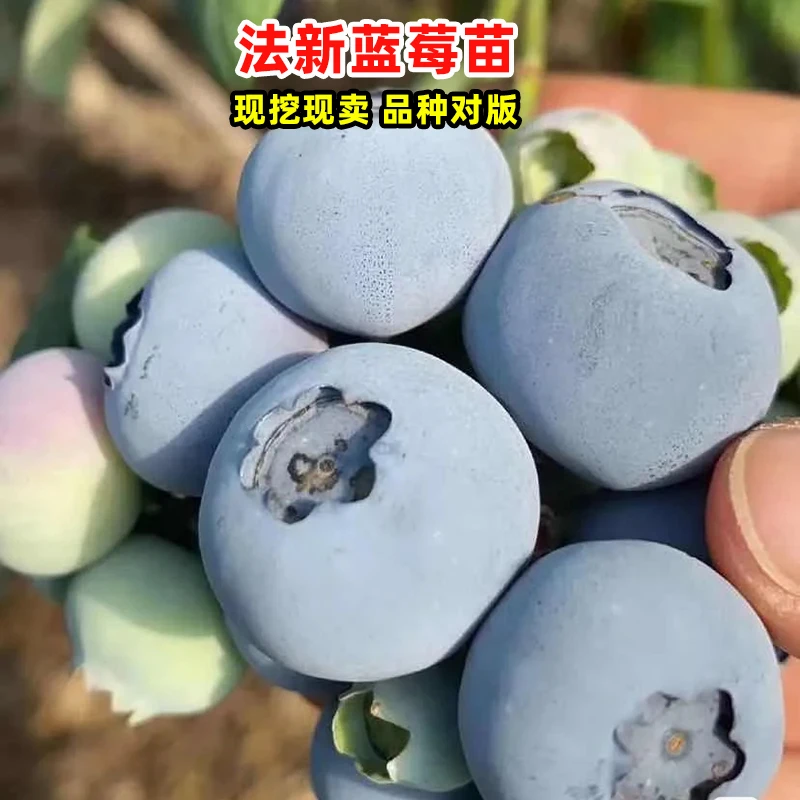 【法新蓝莓树苗】果苗盆栽地栽均可种植组培庭院培育易成活结果