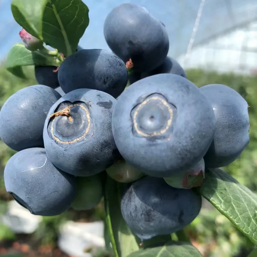 【大果莱克西蓝莓树苗】盆栽地栽均可种植组培庭院培育易成活结果
