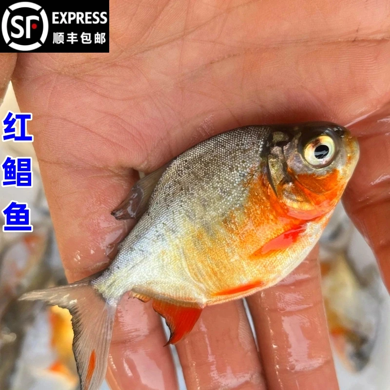 【快递】红鲳鱼淡水白昌鱼鲜活3至15cm养放生鱼红腹虎鱼食肉性食用