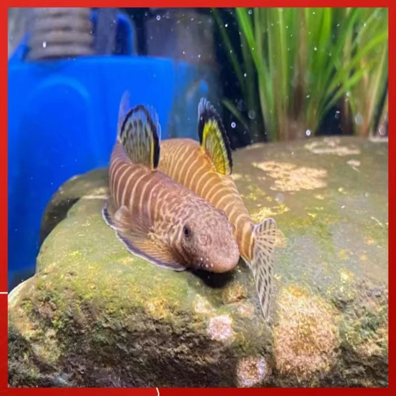 小型淡水鱼冷水清道夫溪流原生长汀吸鳅观赏淡水鱼清理藻类工具鱼