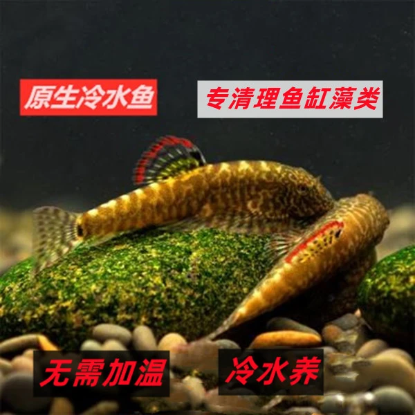 原生态冷水观赏鱼麦氏吸鳅吃藻类清理鱼缸壁清道夫鱼水族箱可饲养