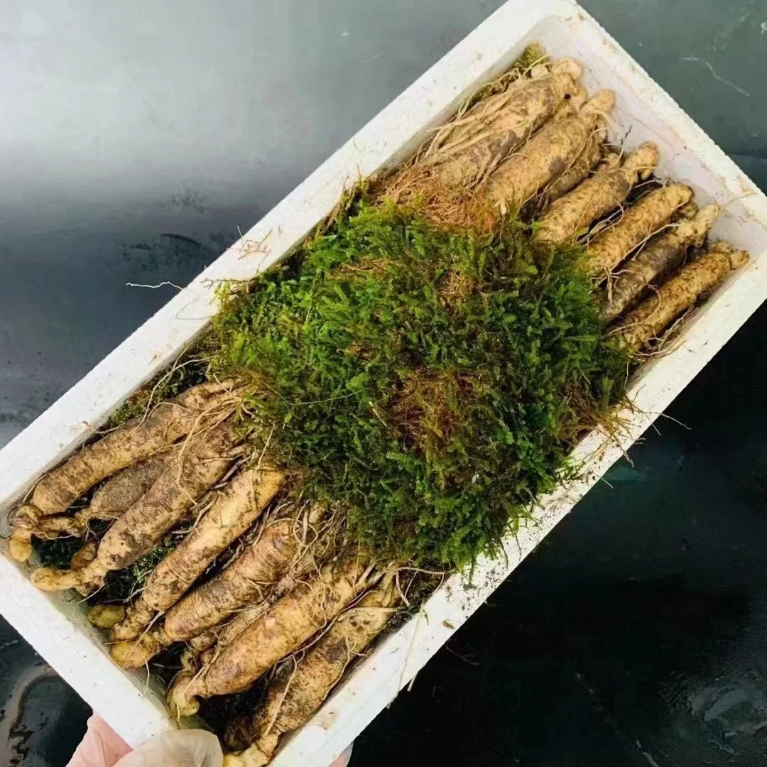 长白山鲜人参 单支16~25克