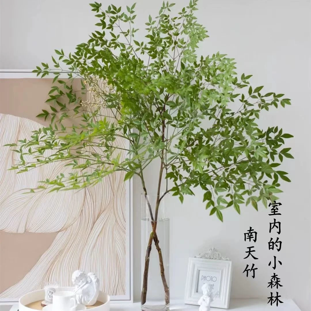 南天竹水培绿植室内植物南天竺室内小森林国风绿植鲜切绿植花卉