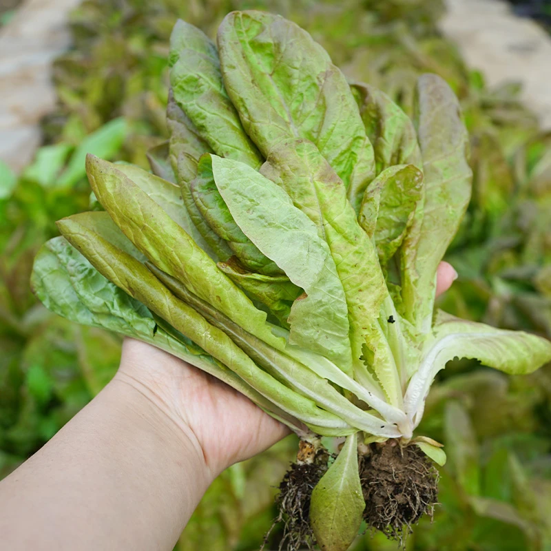 种菜记汉堡奶油咖啡菜种子特色紫叶生菜种子春季盆栽菜园蔬菜种孑