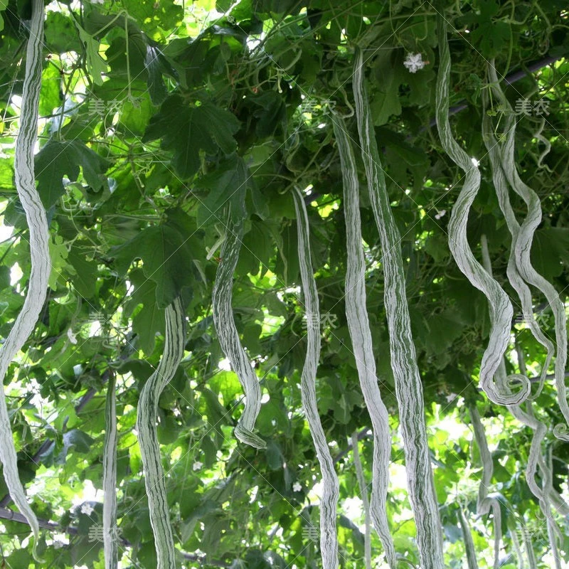 特长蛇瓜种子 蛇豆种籽蔬菜种孑苗春秋四季阳台盆栽观赏老鼠瓜