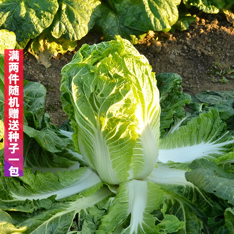 大白菜种子秋播优质白菜种籽基地用农家蔬菜白菜菜籽农家菜园种孑