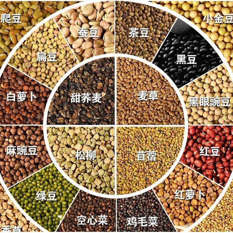 芽苗菜种子水培蔬菜豆苗种籽豆芽菜四季室内阳台盆栽蔬菜孑