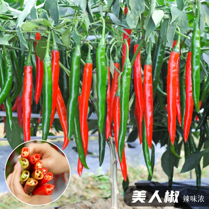 种菜记鲜辣美人椒种子春季夏季辣椒种籽挂果多辣味浓播种简单菜籽