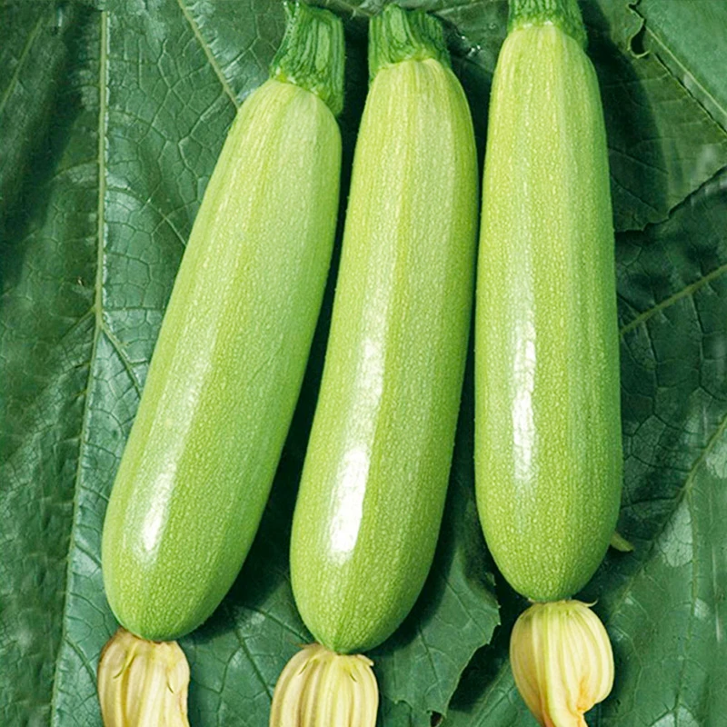 西葫芦种子四季阳台高产蔬菜种孑种籽