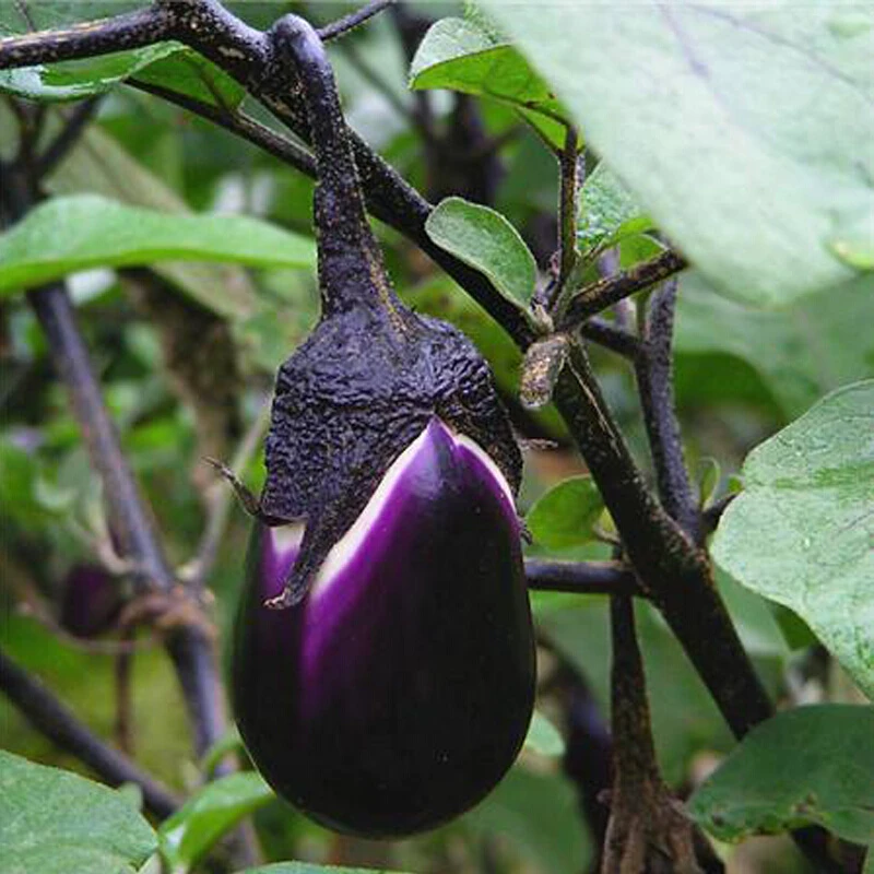 美农汇 蔬菜种子绿鄂茄子种子牛心茄紫色罐茄种子早熟高产抗病肉