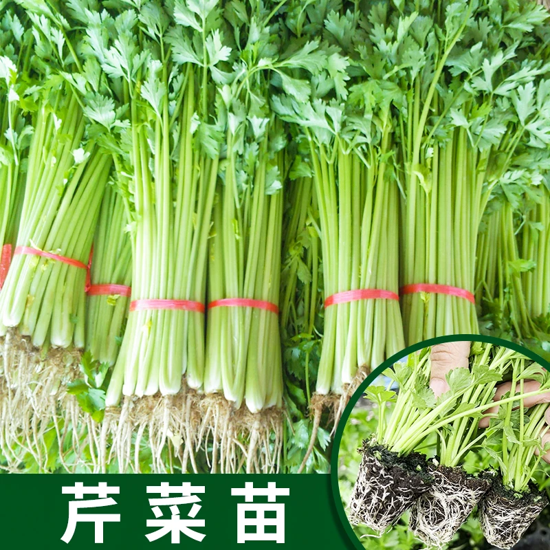 芹菜苗 四季秋冬季阳台盆栽庭院蔬菜种优质芹菜苗