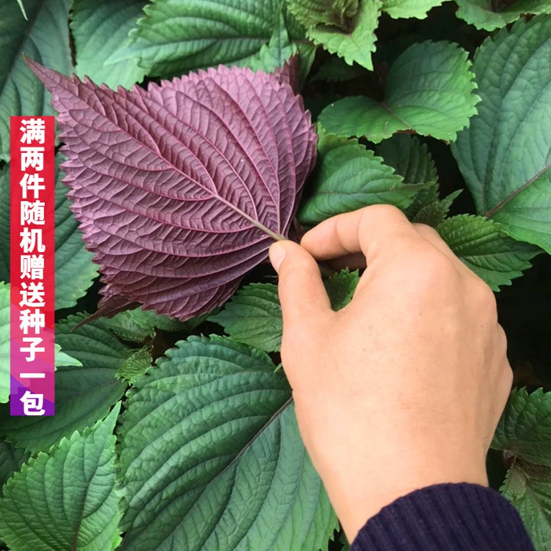 紫苏种子四季食用单面紫苏阳台盆栽双面紫苏子种籽庭院蔬菜种子孑