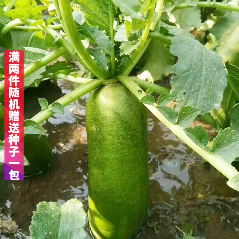 沙窝水果萝卜种子生吃脆甜农家蔬菜种孑四季播种阳盆栽绿萝卜种籽