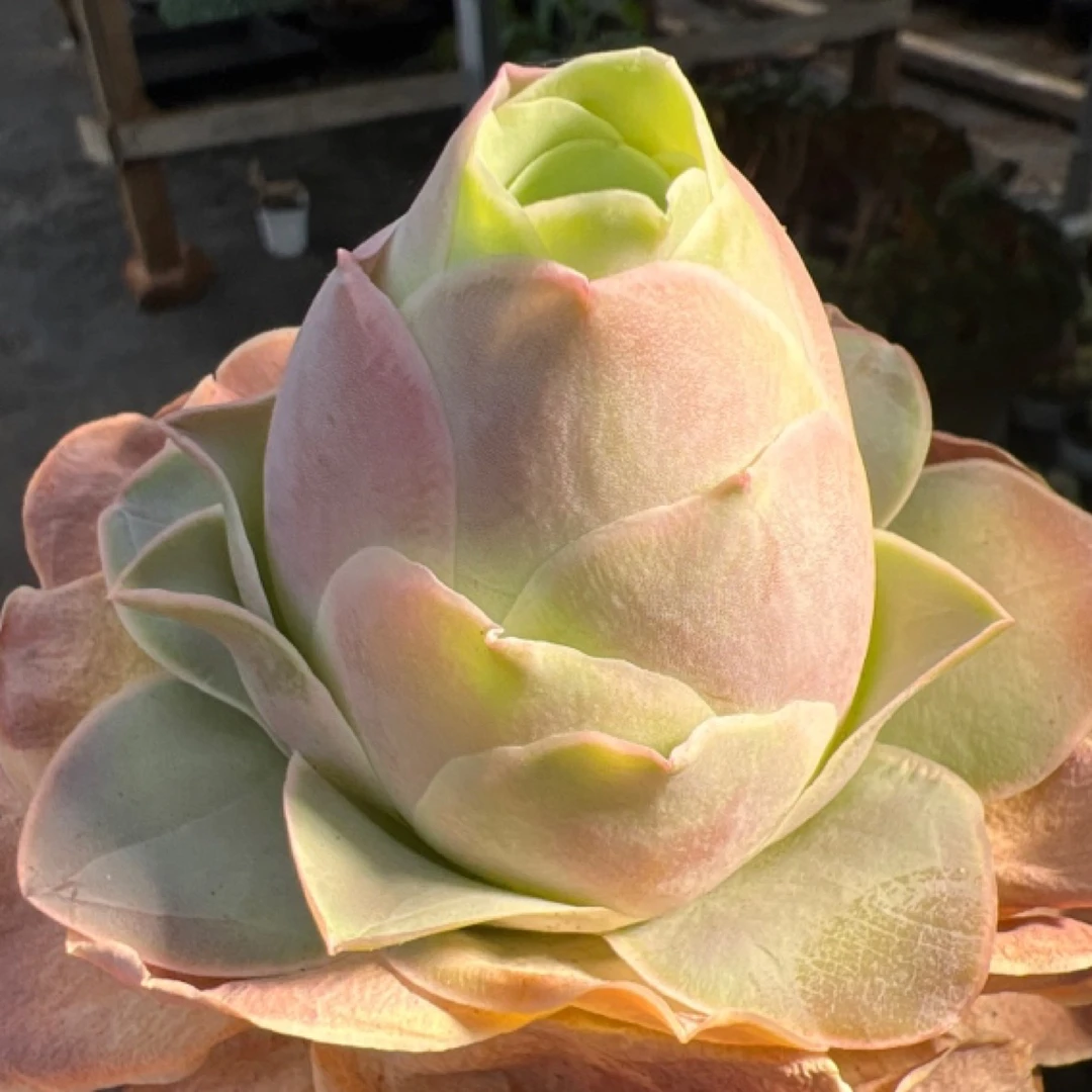 母本潘多拉山地玫瑰多肉植物【4-8公分保拢状态】