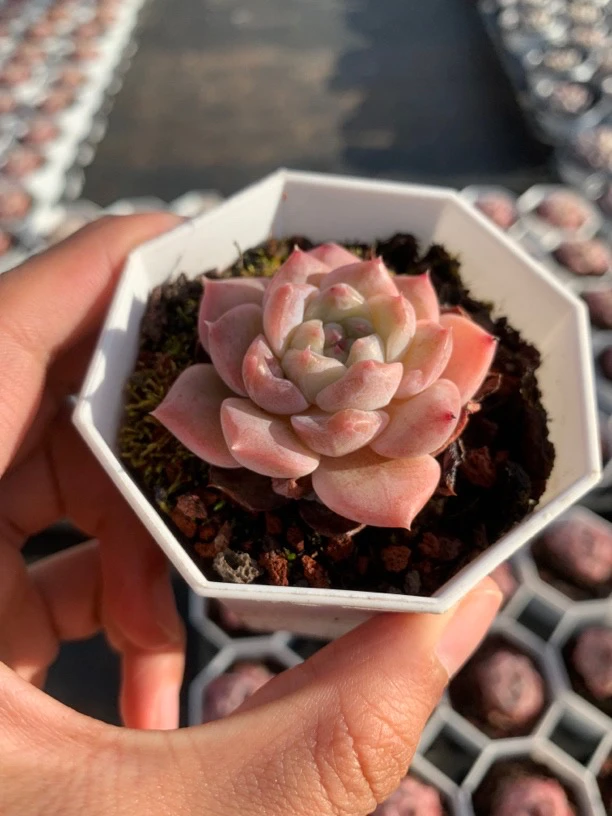 珍妮宝宝（糖心款3cm老桩）多肉植物 轻微晒伤