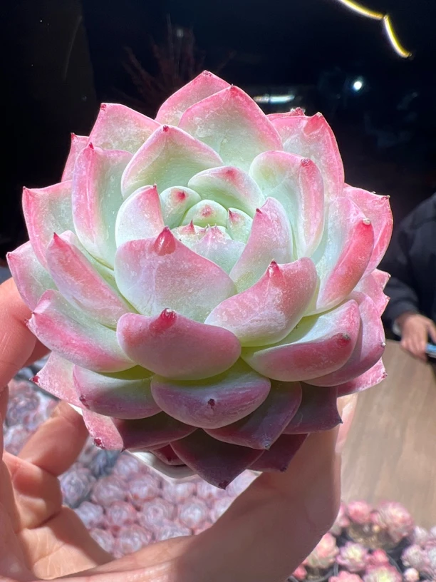 粉梦多肉植物7公分起