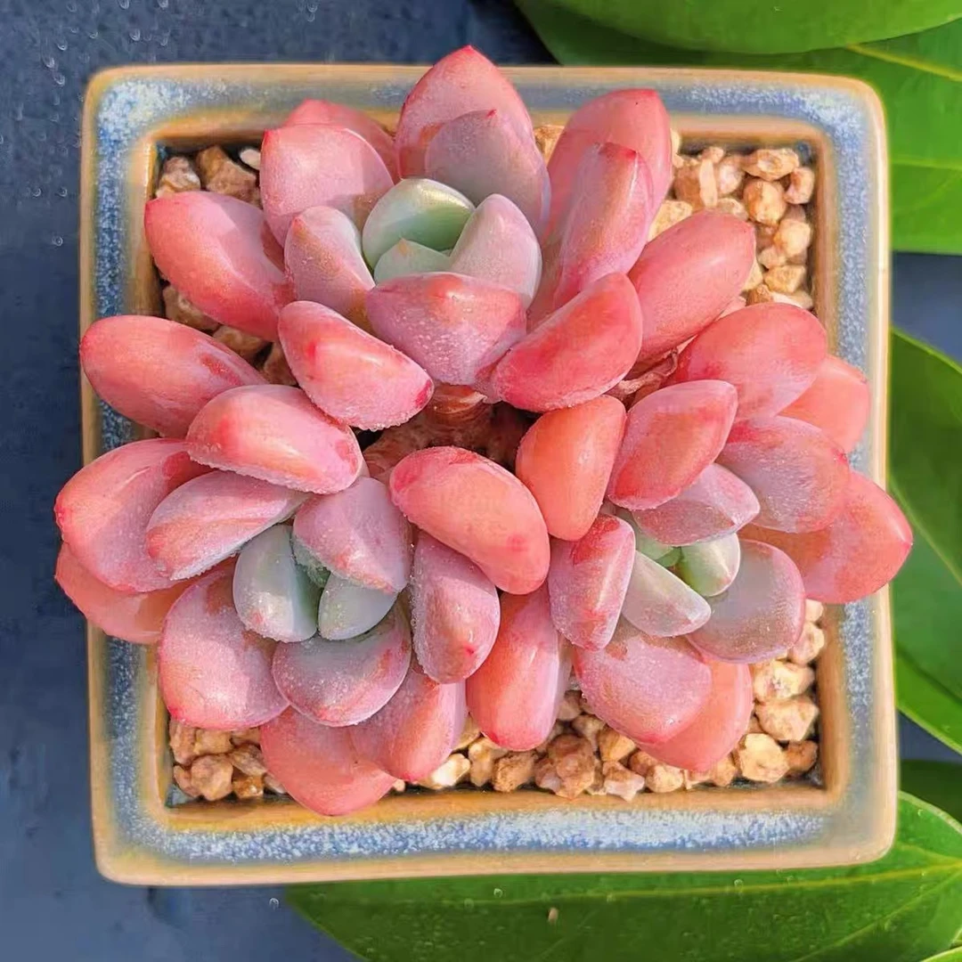 白鹭多肉植物发两颗