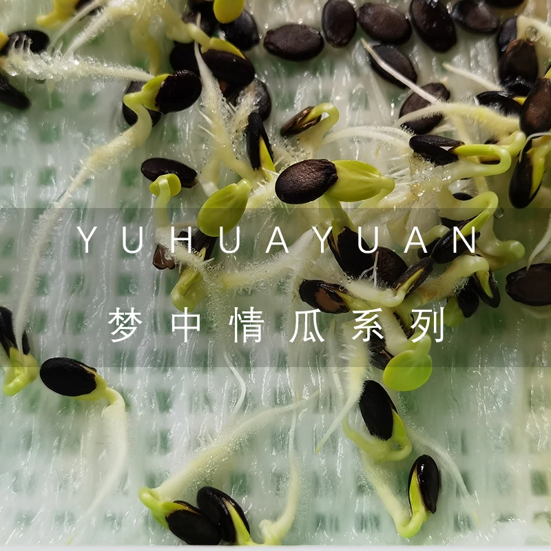 羽花园梦中情瓜系列薄皮西瓜黄皮绿皮红肉黄肉彩虹瓜小吊瓜