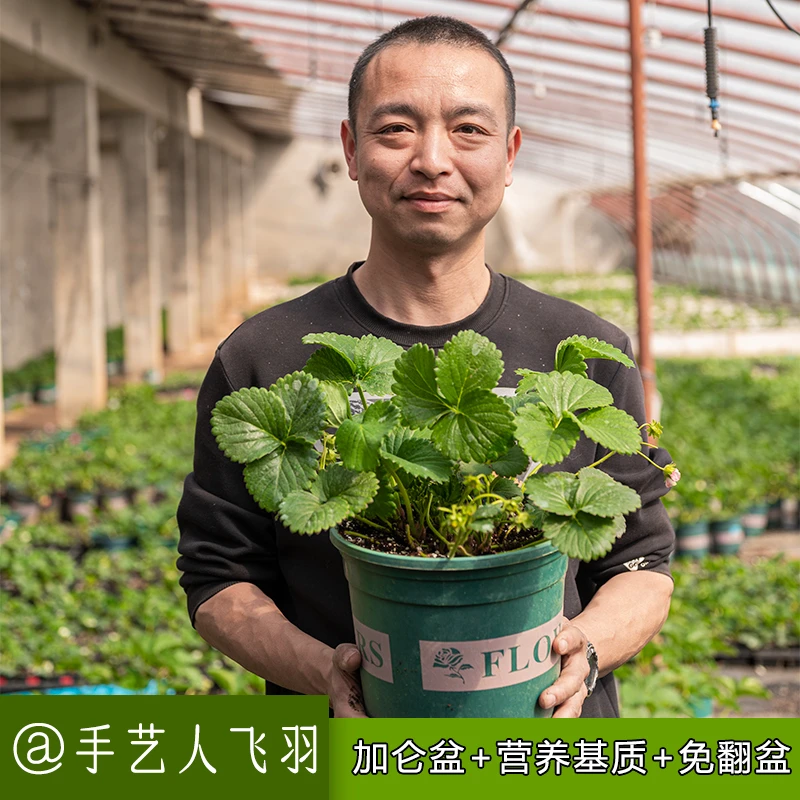手艺人飞羽 加仑盆阳台草莓苗原盆原土1加仑四季奶油草莓黑珍珠