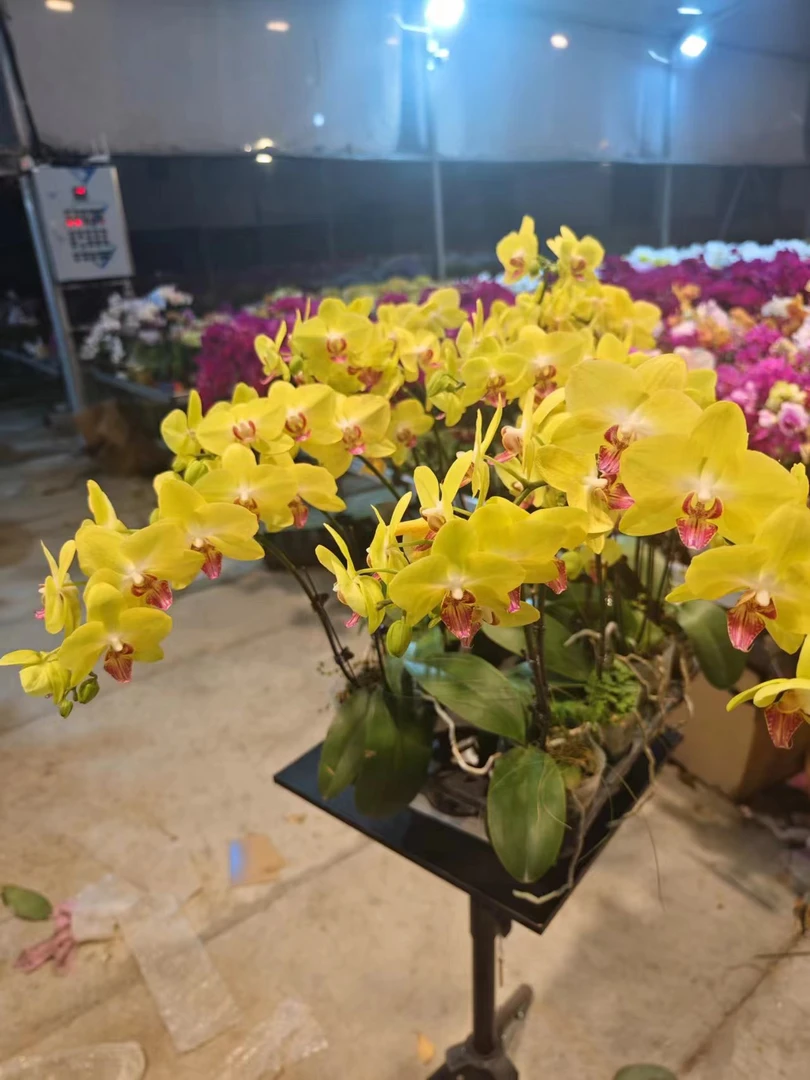 鲜花【大黄花】蝴蝶兰室内种植观赏送礼带花发货