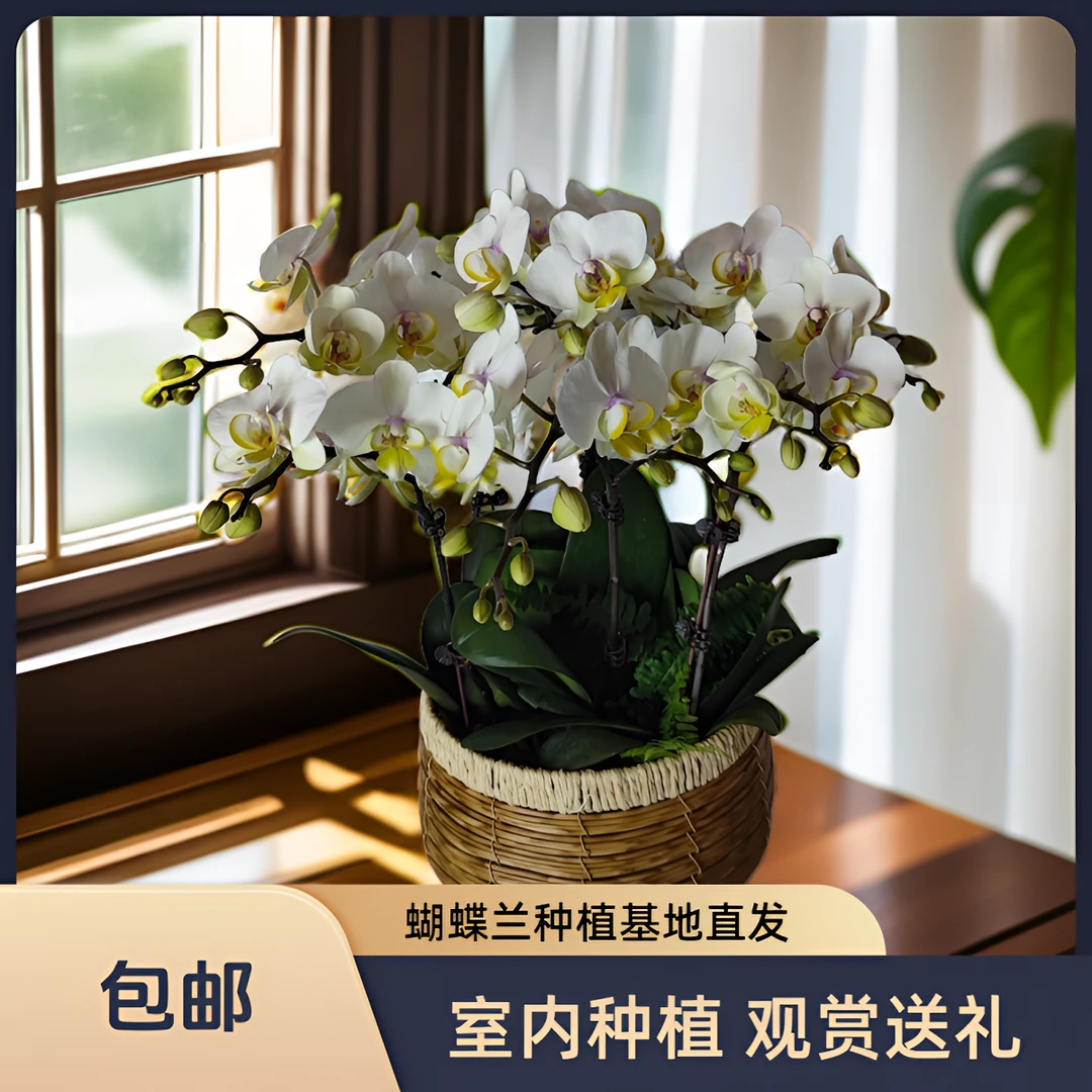 鲜花【大忙人】蝴蝶兰室内种植观赏送礼带花发货