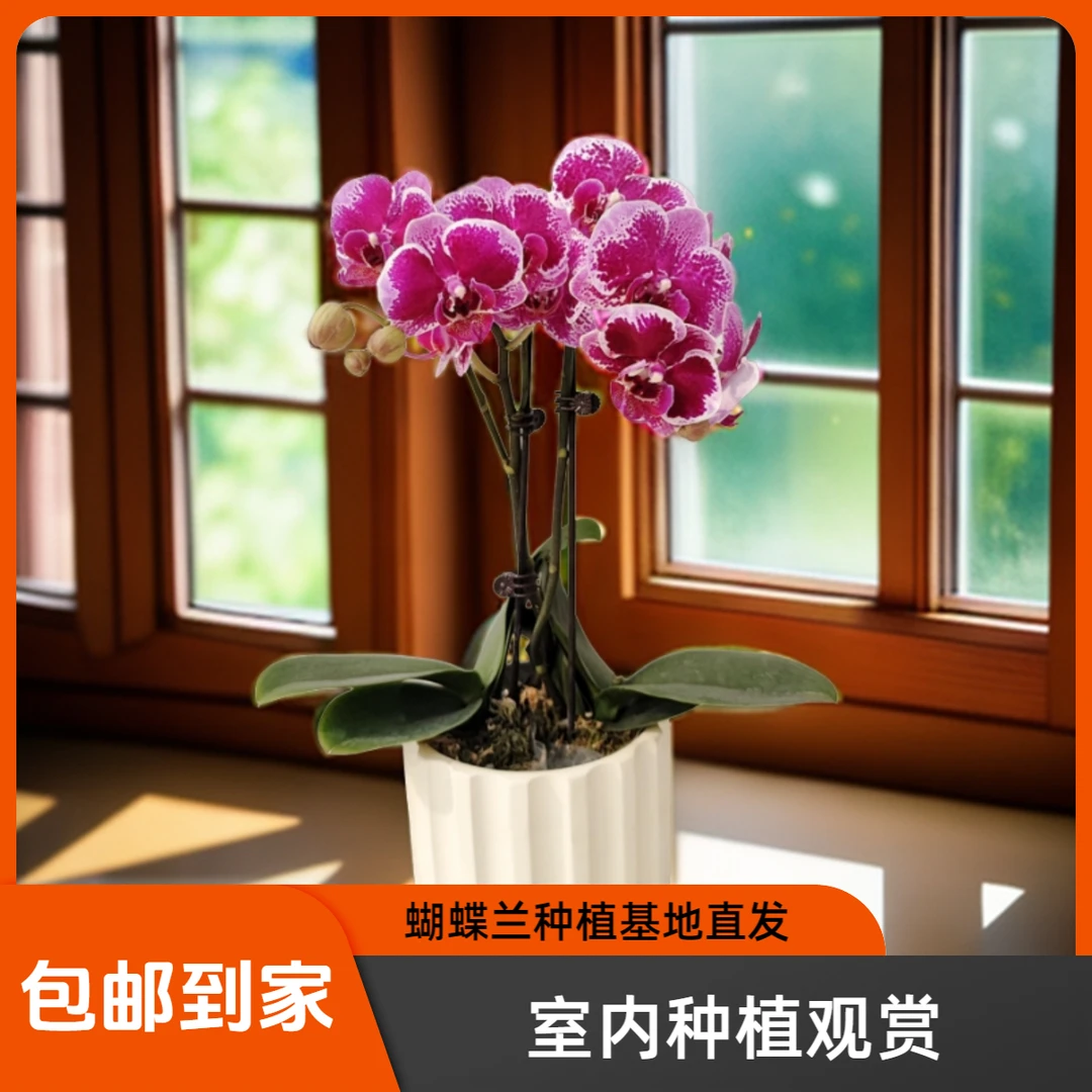 鲜花【红蝴蝶】蝴蝶兰室内种植观赏送礼带花发货