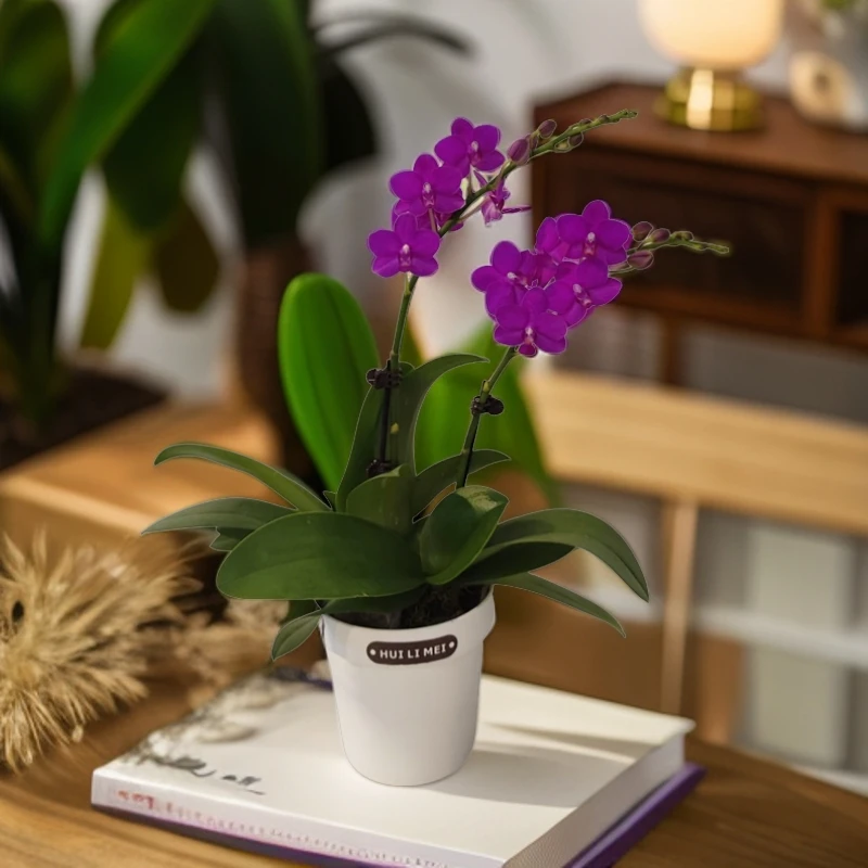 鲜花【紫葡萄】蝴蝶兰室内种植观赏送礼带花发货