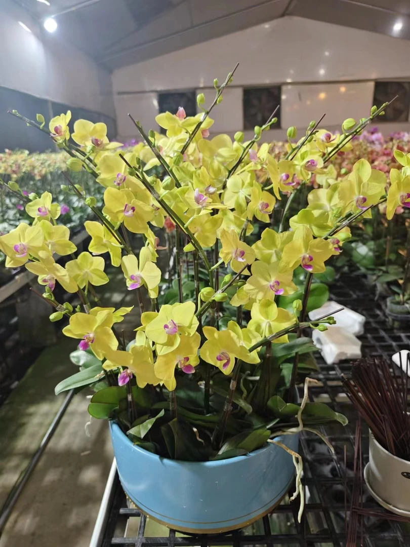 【已知优选】精品《甜格格》优质蝴蝶兰