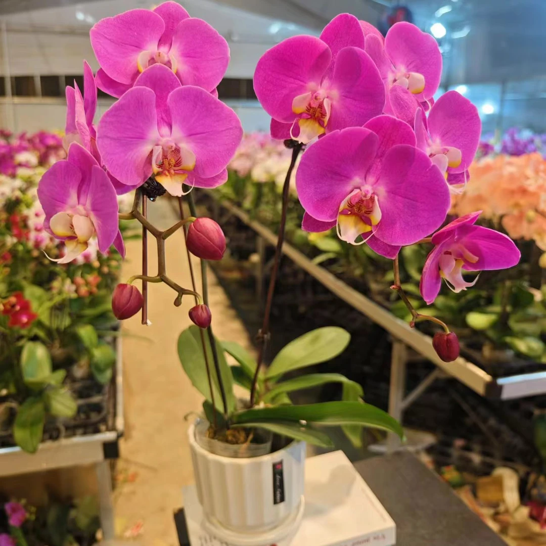 【已知优选】精品《芳美西施》优质蝴蝶兰