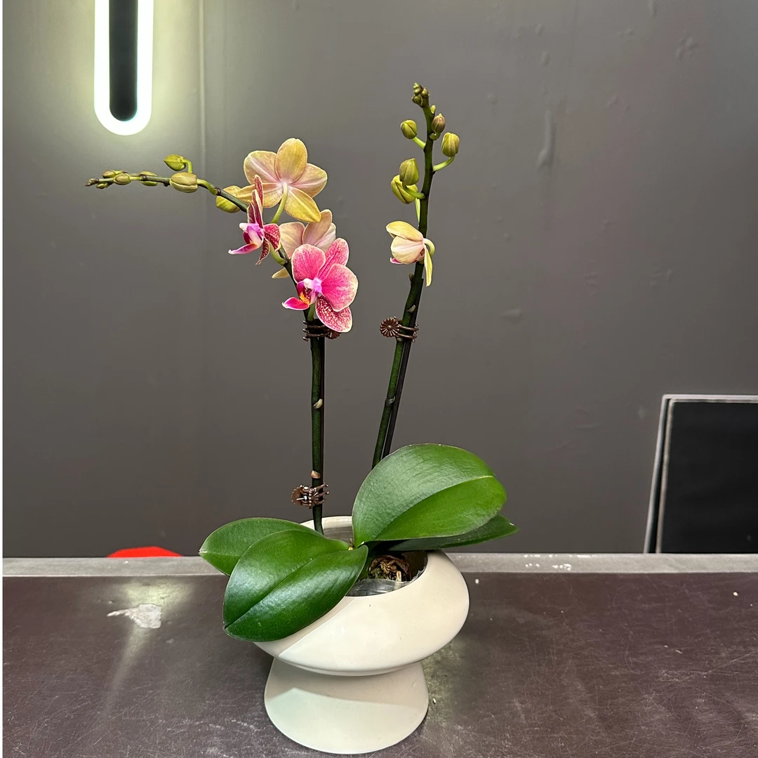 心选（金蝶） N 3.0杯蝴蝶兰